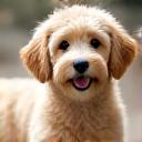 A playful golden doodle named Daisy.