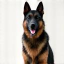 A German Shepherd named Luna sitting calmly.