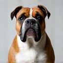 A confident bulldog named Rocky.